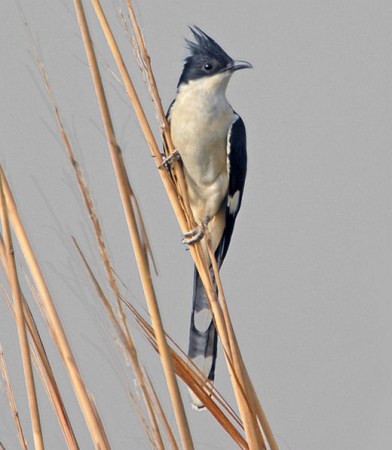 Jacobin Cuckoo (Clamator jacobinus) by Nikhil Devasar