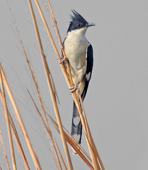 Jacobin Cuckoo (Clamator jacobinus) by Nikhil Devasar
