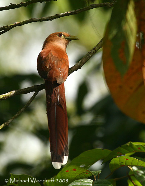 Squirrel Cuckoo (Piaya cayana) by Michael Woodruff
