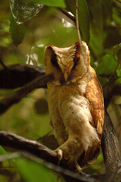 Oriental Bay Owl (Phodilus badius) ©WikiC