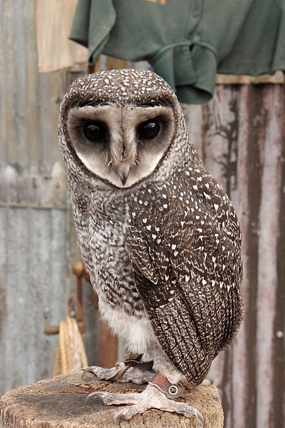 Sooty Owl (Tyto tenebricosa) ©WikiC
