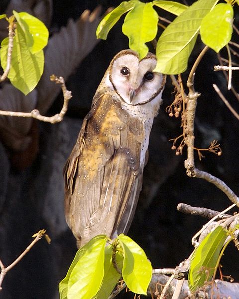 Sulawesi Masked Owl (Tyto rosenbergii) ©WikiC