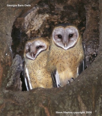 Western Barn Owl (Tyto alba) by SSlayton