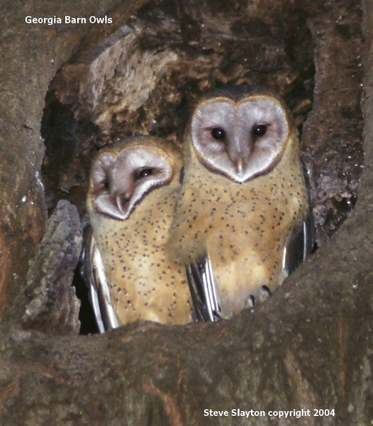 Western Barn Owl (Tyto alba) by SSlayton