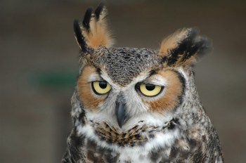 Great Horned Owl (Bubo virginianus) by Bob-Nan