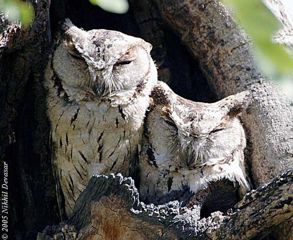 Indian Scops Owl (Otus bakkamoena gangeticus) pair by Nikhil Devasar