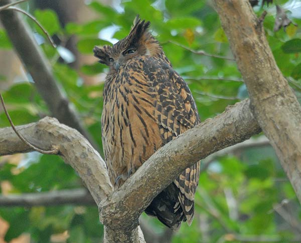 Tawny Fish Owl (Ketupa flavipes) by Nikhil Devasar