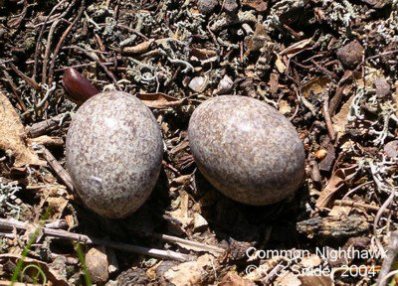 Common Nighthawk (Chordeiles minor) Eggs ©©CC