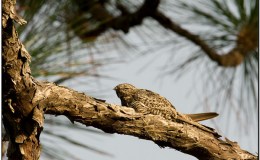 Bible Birds – Nighthawk&nbsp;Introduction