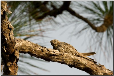 CommonNighthawk(Chordeiles minor) by Daves BirdingPix
