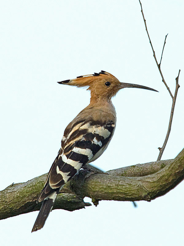 Eurasian Hoopoe (Upupa epops) by W Kwon