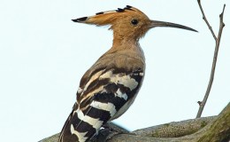 Hoopoe – A Bible&nbsp;Bird