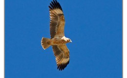 Bible Birds – Buzzards&nbsp;I