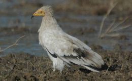 Scripture Alphabet of Animals: The&nbsp;Vulture