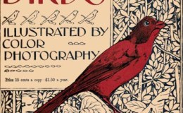 Birds, Illustrated by Color Photography Vol 1, # 1, Jan. 1987 Reactivated 