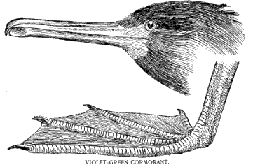 Pelagic Cormorant (Phalacrocorax pelagicus) Color Key to North American Birds