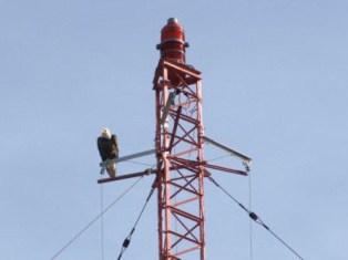 Eagle on Tower