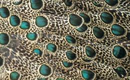 Artistic Peafowl From The&nbsp;Creator