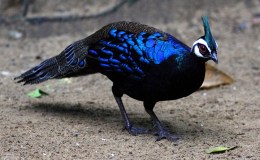Bible Birds – Peacocks&nbsp;I