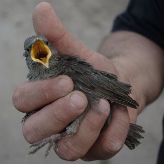 Yellow Gape of a Starling Fledgeling ©WikiC