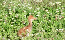 Thanksgiving – Sandhill Crane&nbsp;Colt