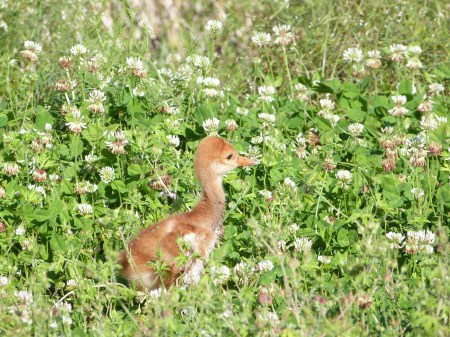 Sandhill Crane Chick at Circle B by Lee