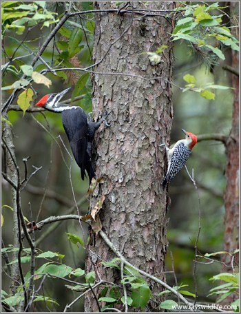 Pileated and Red-bellied Woodpecker on same tree by Ray
