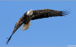 Scripture Alphabet of Animals: The&nbsp;Eagle