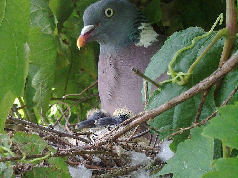 Common Wood Pigeon (Columba palumbus) with newly hatched young ©WikiC