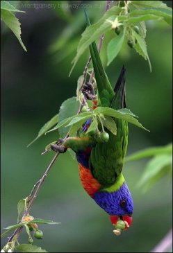 73 Rainbow Lorikeet by Ian