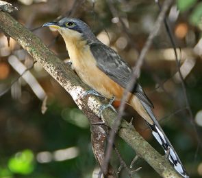 Mangrove Cuckoo (Coccyzus minor) ©WikiC