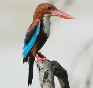 White-throated Kingfisher (Halcyon smyrnensis) by Nikhil Devasar