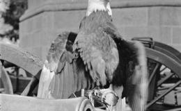 Birds Vol 2 #1 – Old&nbsp;Abe