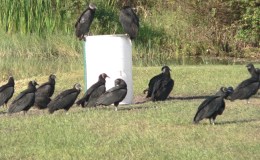 Bible Birds – Vulture&nbsp;Introduction