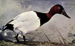 Birds Vol 2 #1 – The Canvas-back&nbsp;Duck