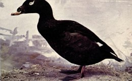 Birds Vol 2 #1 – The American&nbsp;Scoter