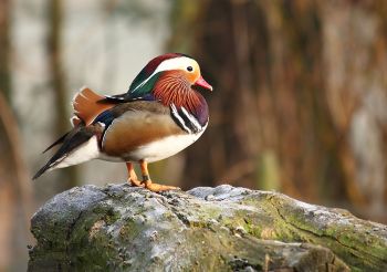 Mandarin Duck (Aix galericulata) ©WikiC