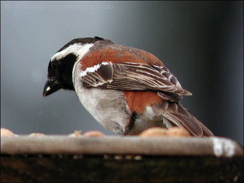 Cape Sparrow (Passer melanurus) by Ian