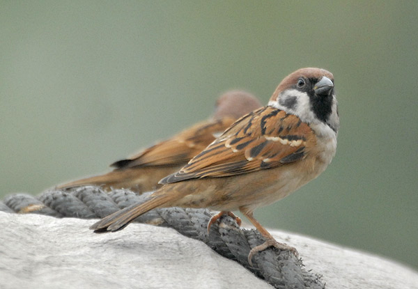Eurasian Tree Sparrow (Passer montanus) by Nikhil Devasar