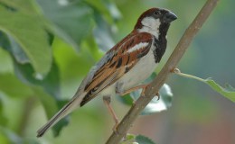 The Old Orchard Bully – Chapter&nbsp;2