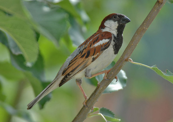 House Sparrow (Passer domesticus)