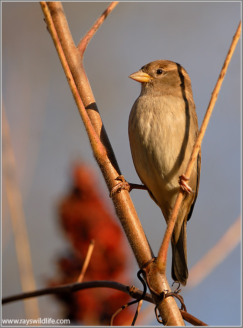 House Sparrow (Passer domesticus) by Ray