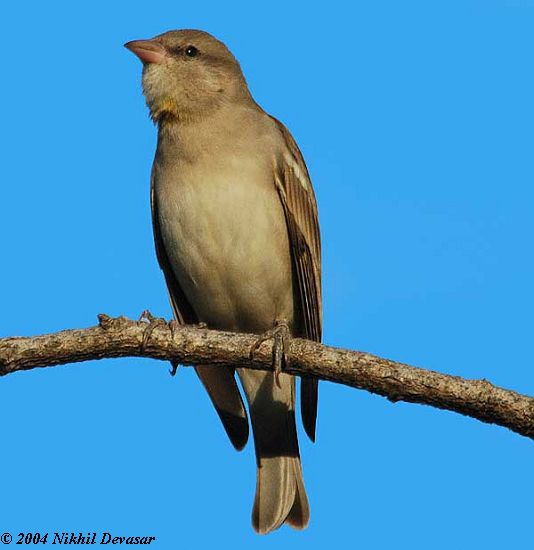 Rock Sparrow (Petronia petronia) by Nikhil Devasar