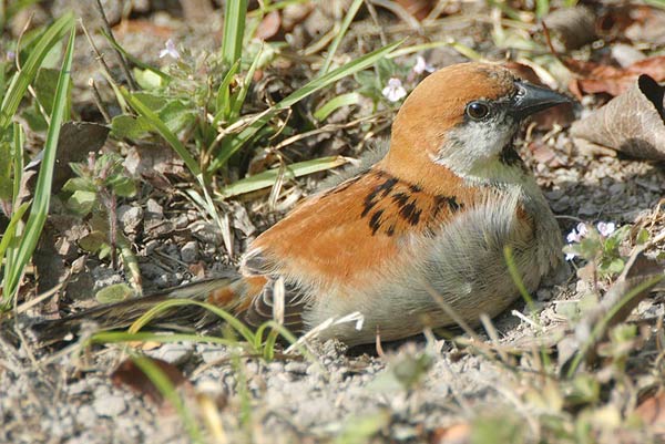 Russet Sparrow (Passer rutilans) by Nikhil Devasar