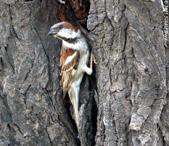 Sind Sparrow (Passer pyrrhonotus) by Nikhil Devasar