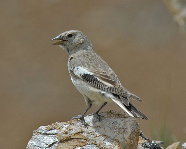 Tibetan Snowfinch (Montifringilla adamsi) by Nikhil Devasar