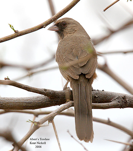 Abert's Towhee (Pipilo aberti) by Kent Nickell