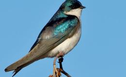 A Swallow and One Who Isn’t – Chapter&nbsp;15