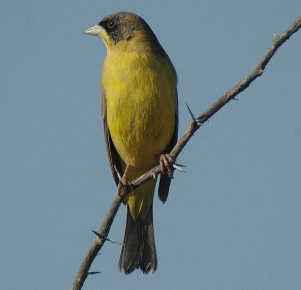 Black-headed Bunting (Emberiza melanocephala) by Nikhil Devasar