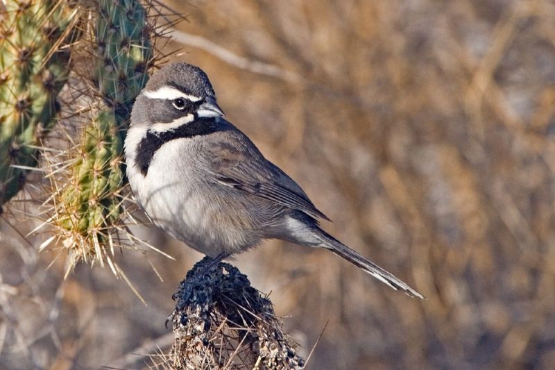 Black-throated Sparrow (Amphispiza bilineata) ©WikiC